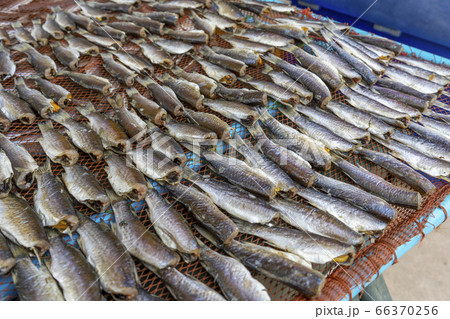 Sun dried fishes meat for cooking food 66370256