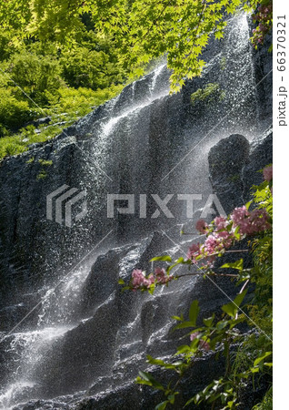 秋田県由利本荘市にある滝と花と新緑【5月】 秋田県由利本荘市にある滝と花と新緑【5月】 66370321