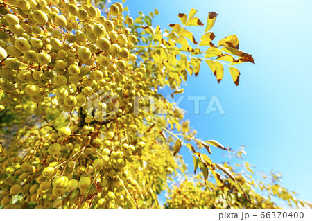 Autumn countryside landscape 66370400