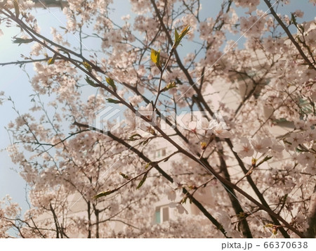 桜 風景 景色 66370638