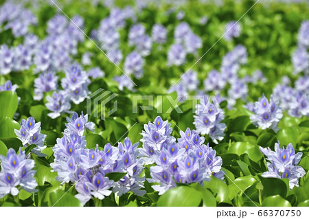 大利根道の駅のホテイアオイの花の写真素材