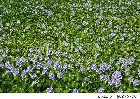 大利根道の駅のホテイアオイの花 大利根道の駅のホテイアオイの花 66370776