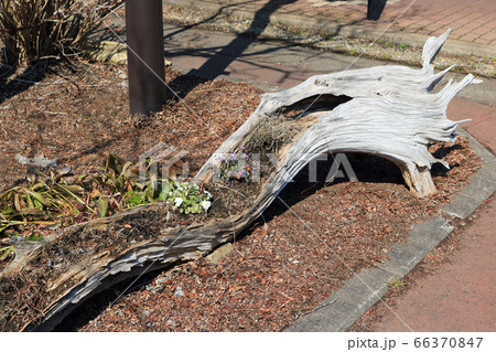 木の洞を利用した花壇 木の洞を利用した花壇 66370847