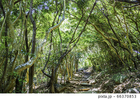 糸島 トトロ の 森