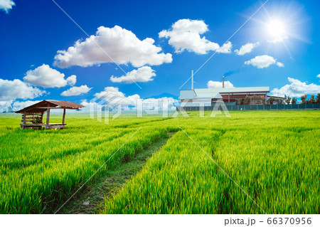Green factory plant environment friendly processes living with clean air green rice field. 66370956