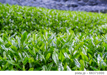 京都府和束町の茶畑 玉露 高級煎茶 一番茶 京都府和束町の茶畑 玉露 高級煎茶 一番茶 66371000