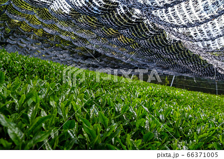 京都府和束町の茶畑　玉露　高級煎茶　一番茶 66371005