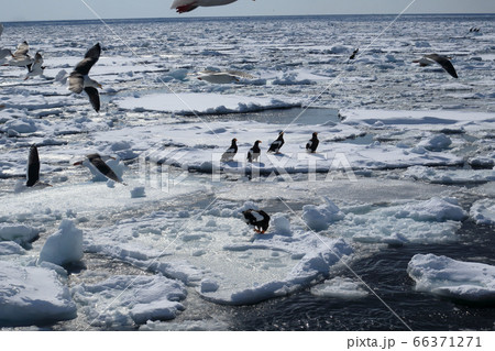 知床半島の羅臼沖の流氷にいるオオワシとオジロワシと飛んでいるカモメ 66371271