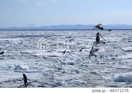 羅臼沖の流氷と国後島と流氷の上を飛ぶカモメ 66371276