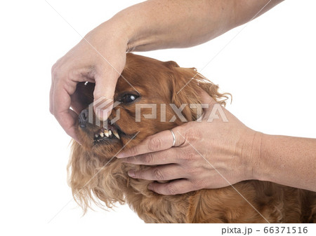 teeth of cavalier king charles teeth of cavalier king charles 66371516