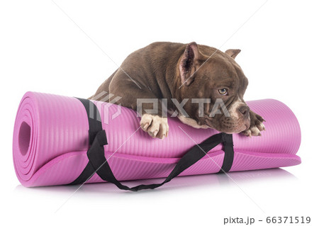 american bully in studio american bully in studio 66371519