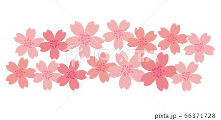 さくら 桜 サクラ 花 イラストのイラスト素材