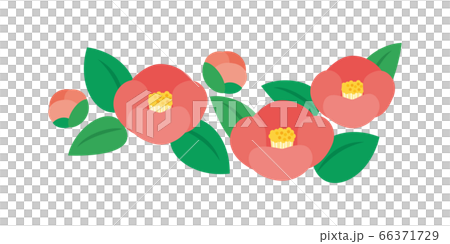 ツバキ　つばき　椿　花　イラスト 66371729