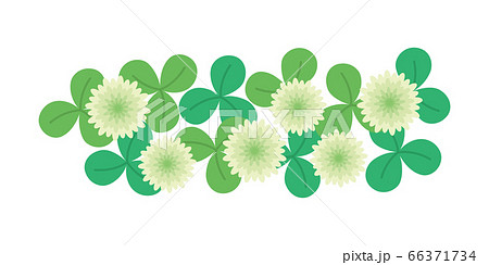 クローバー シロツメグサ 白爪草 花のイラストのイラスト素材