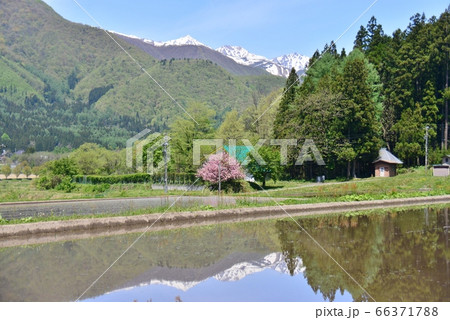 代搔き後の水田に映り込む初夏の風景 代搔き後の水田に映り込む初夏の風景 66371788
