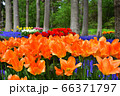 豊平公園のチューリップ 66371797
