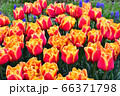 豊平公園のチューリップ 66371798