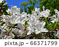 豊平公園のシャクナゲ 66371799
