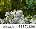 豊平公園のシャクナゲ 66371800