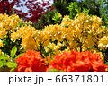 豊平公園のシャクナゲ 66371801