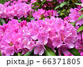 豊平公園のシャクナゲ 66371805