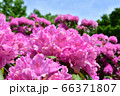 豊平公園のシャクナゲ 66371807