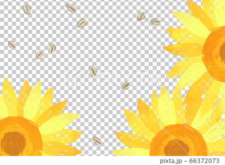 向日葵盛開 向日葵盛開 66372073