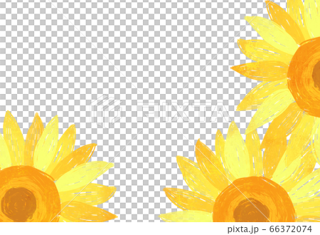 向日葵盛開 66372074