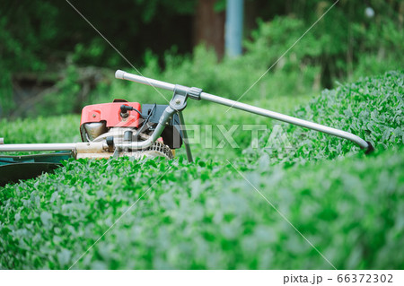 茶葉の収穫用機械　茶摘採機　バリカン 66372302
