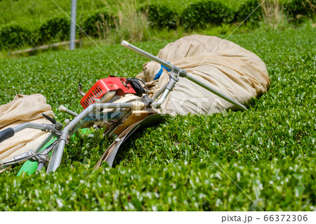 茶葉の収穫用機械　茶摘採機　バリカン 66372306