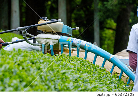 茶葉の収穫風景　茶摘採機　バリカン 66372308