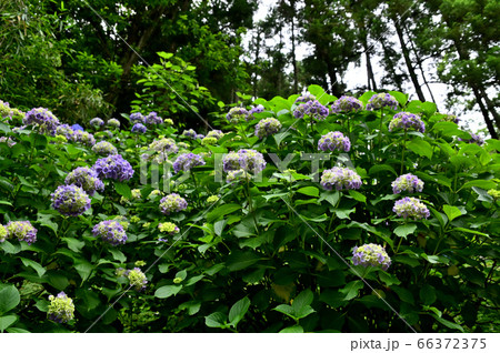 紫陽花の花 66372375
