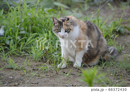 庭を探索中のねこ（１０歳） 66372430