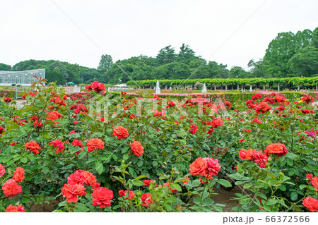 東京都 神代植物公園 バラ園の写真素材