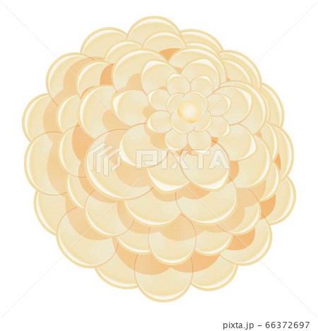 White camellia icon, cartoon style 66372697