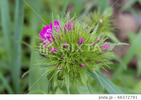 野生の花 夏の花 季節 66372791