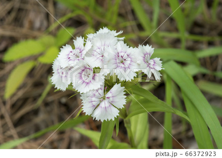 野生の花 夏の花 季節 66372923