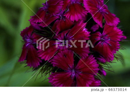 野生の花 夏の花 季節 66373014