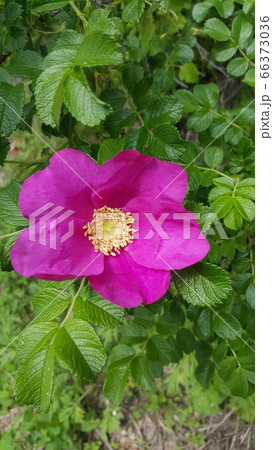 art photo of a bright blooming rosehip flower on a background of leaves 66373036