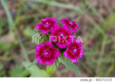 植物 ナデシコ 野生の花の写真素材