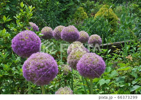 巨大なネギボウズのような紫の花を咲かせるアリウム ギガンチウムの写真素材