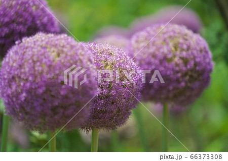 巨大なネギボウズのような紫の花を咲かせるアリウム ギガンチウムの写真素材