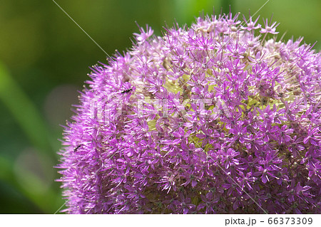 アリウム ギガンチウムの花のアップの写真素材