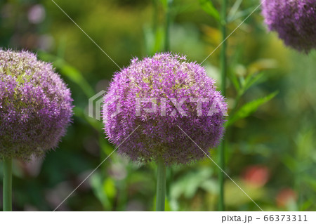 巨大なネギボウズのような紫の花を咲かせるアリウム・ギガンチウム 66373311