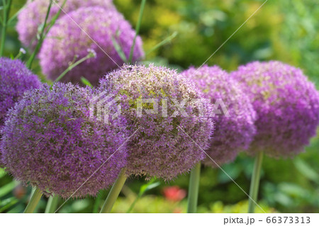 巨大なネギボウズのような紫の花を咲かせるアリウム ギガンチウムの写真素材