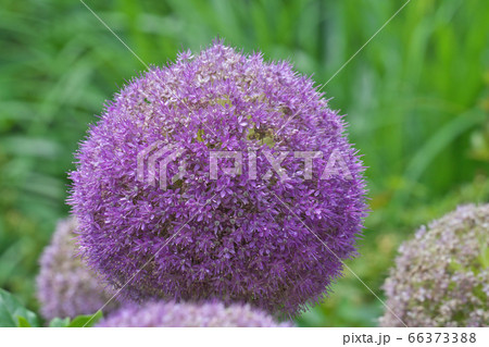 巨大なネギボウズのような紫の花を咲かせるアリウム ギガンチウムの写真素材