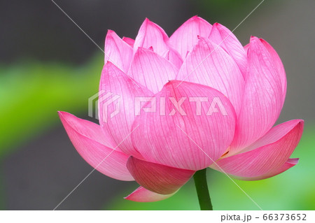 ハスの花 魚山紅蓮 の写真素材