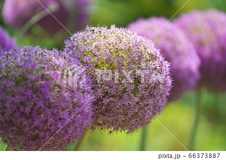 巨大なネギボウズのような紫の花を咲かせるアリウム ギガンチウムの写真素材