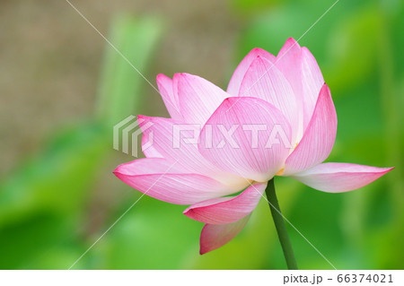 ハスの花（原始蓮） 66374021