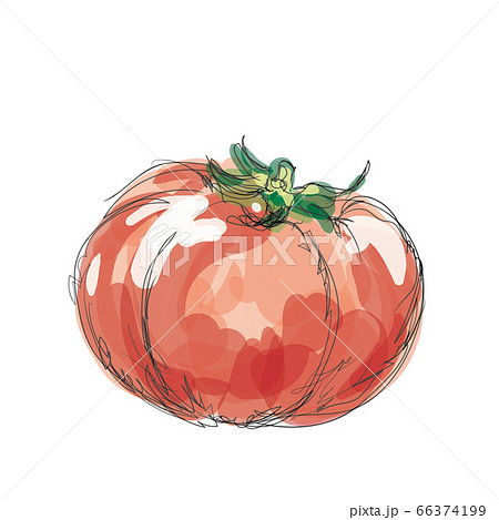 トマト 水彩画 手描き風 野菜 のイラスト素材